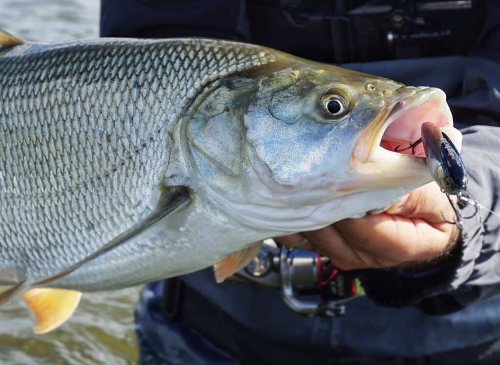 aspe-poisson