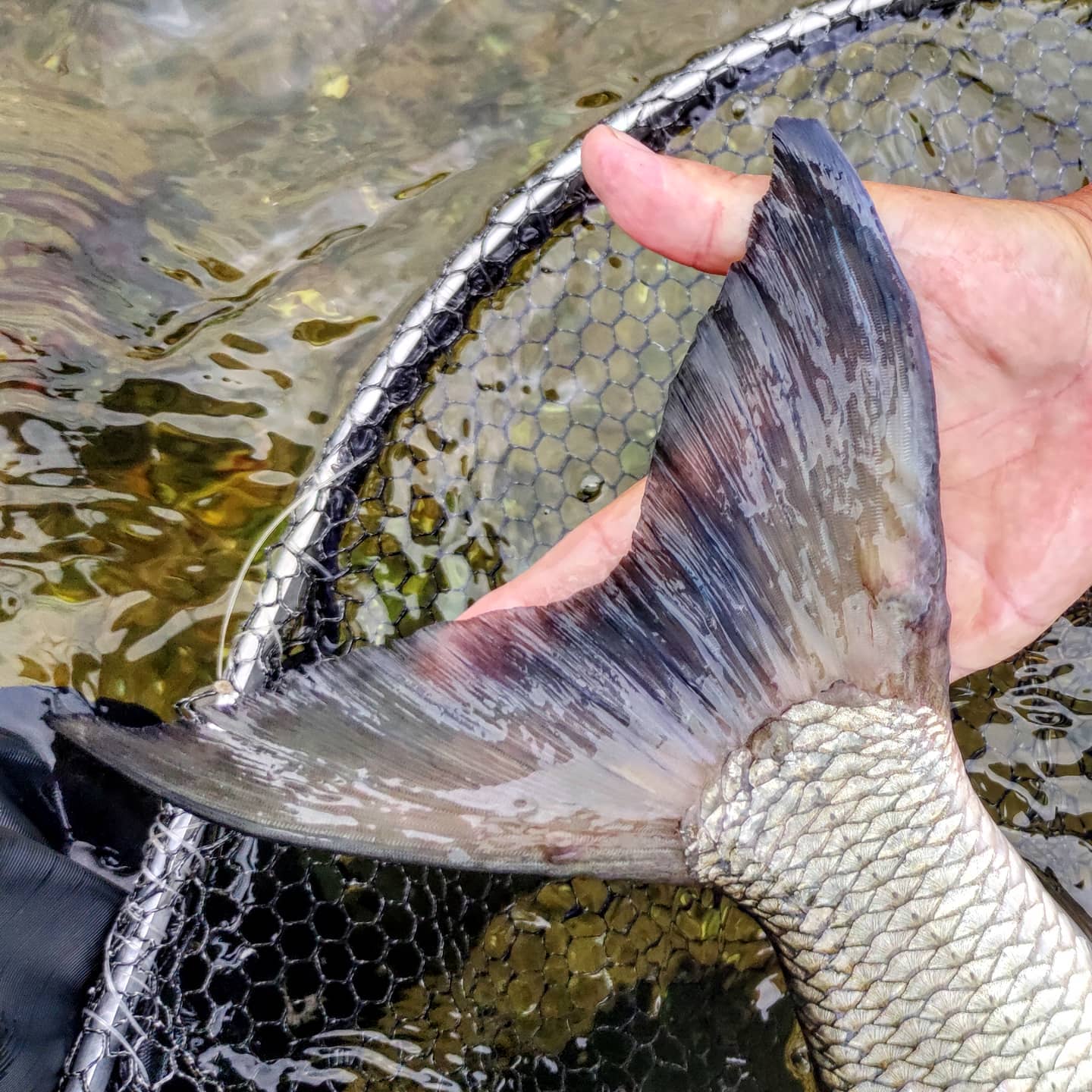 Poiisson L'aspe, un poisson prédateur fascinant : tout savoir sur ce carnassier ...
