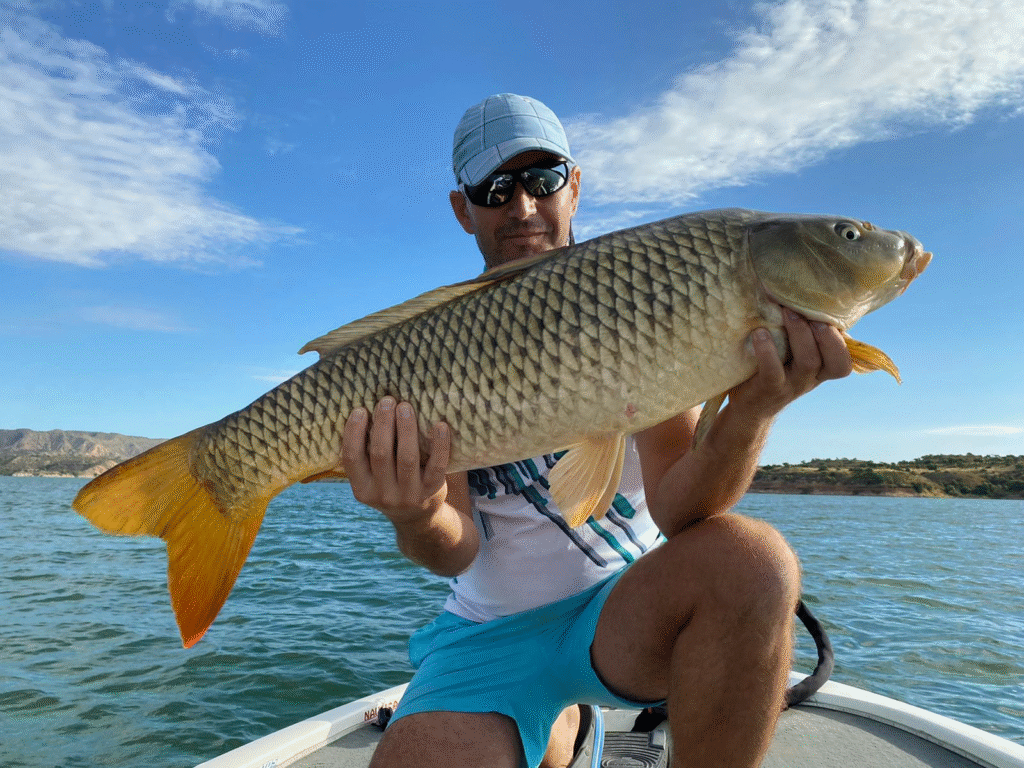 Sandre dans le réservoir de Mequinenza