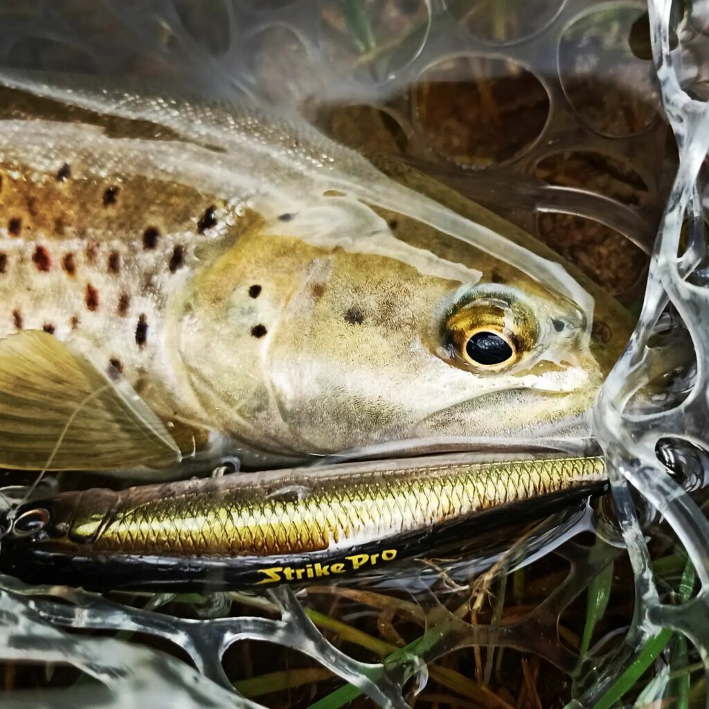 leurre suspending jerkbait truite