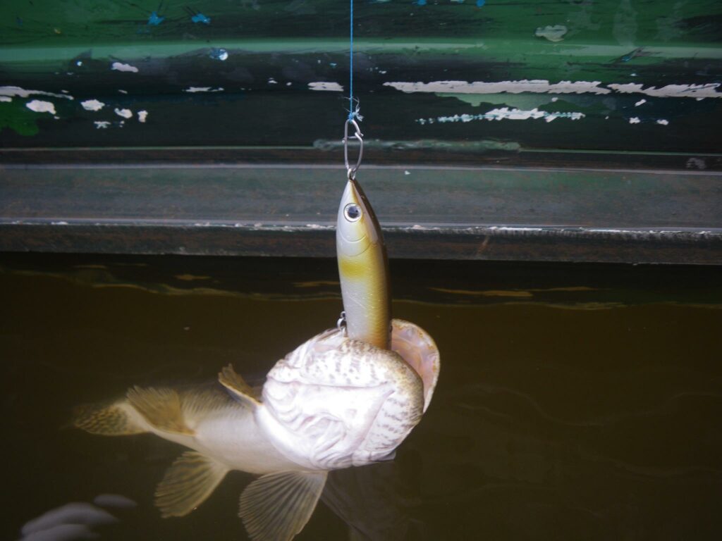 aimara poisson dents
