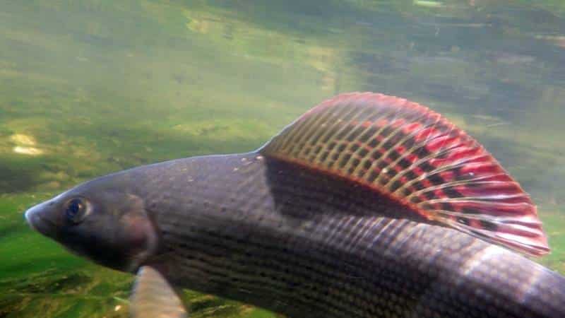 ombre commun salmonidés