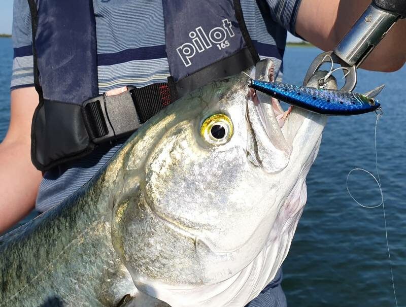 poisson tassergal