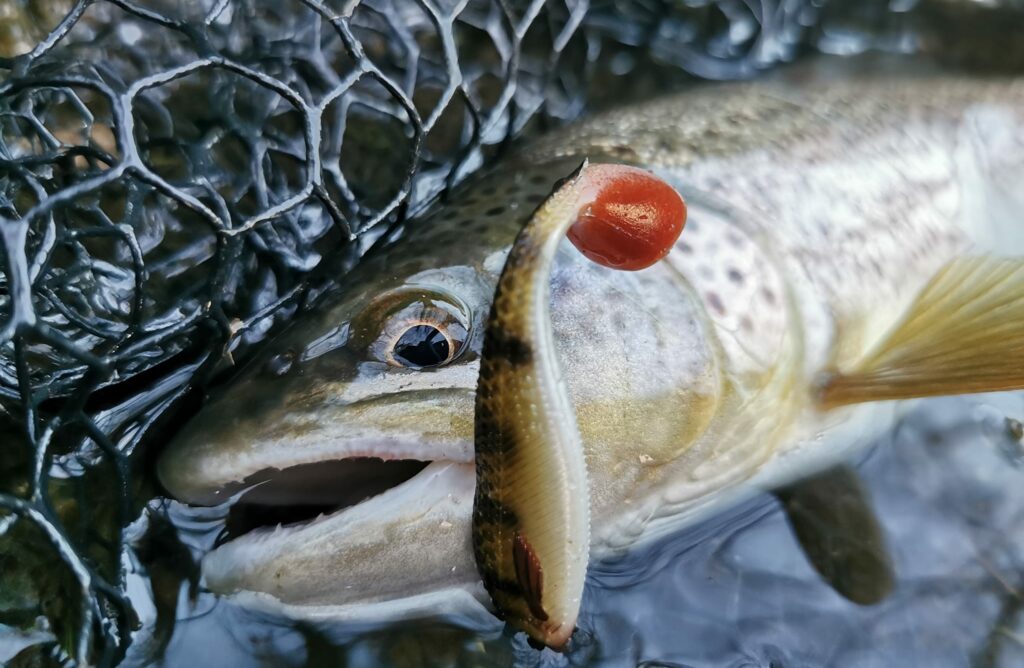 salmonidés truite