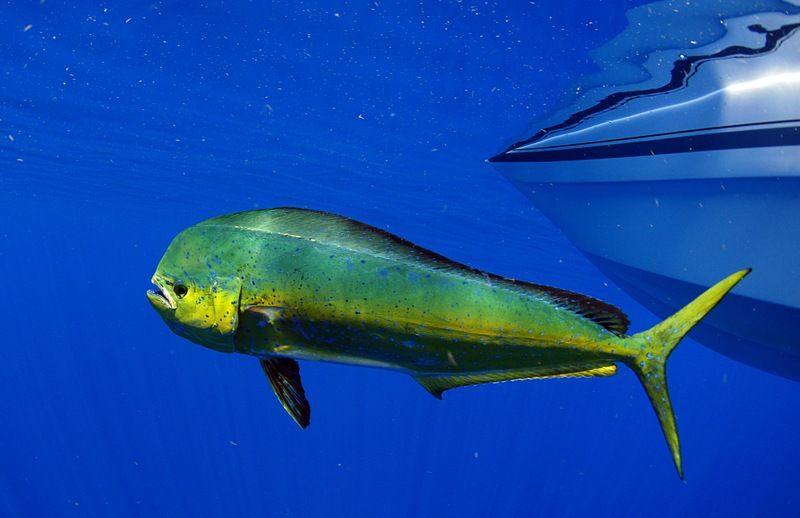 Le Mahi-Mahi - Habitat pélagique et pêche en haute mer mahi mahi poisson dorade coryphène