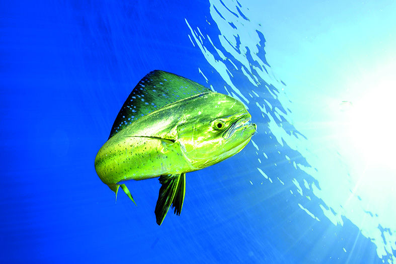 Le Mahi-Mahi - Habitat pélagique et pêche en haute mer mahi mahi poisson