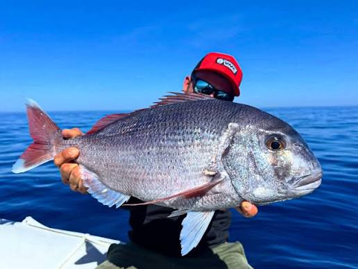 pagre poisson
