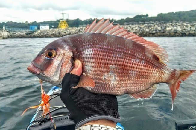 Le Pagre - Distribution méditerranéenne et techniques de pêche poisson pagre