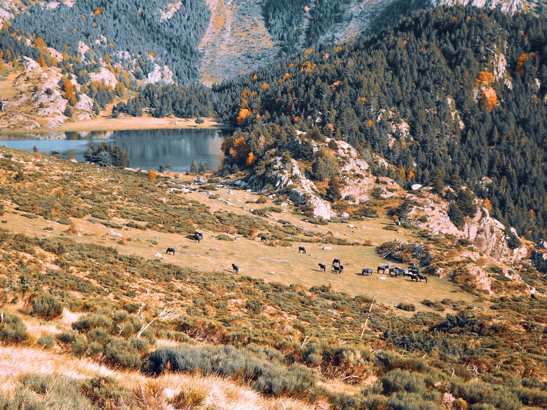 Lac de Chambon – Carpe, brochet et pêche au bord de l'eau poissons et pêche au lac de chambon
