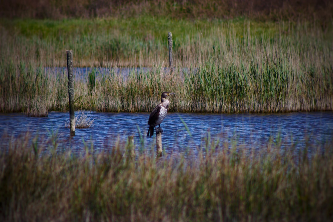 Lac de Longemer – Guide complet : pêche, faune et activités activités au lac de longemer