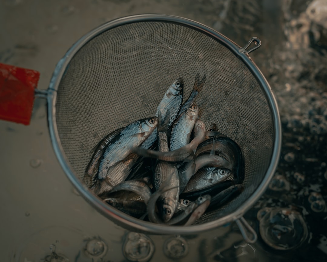 Lac de Lourdes – Poissons, pêche et activités en bord de lac poissons et pêche au lac de lourdes
