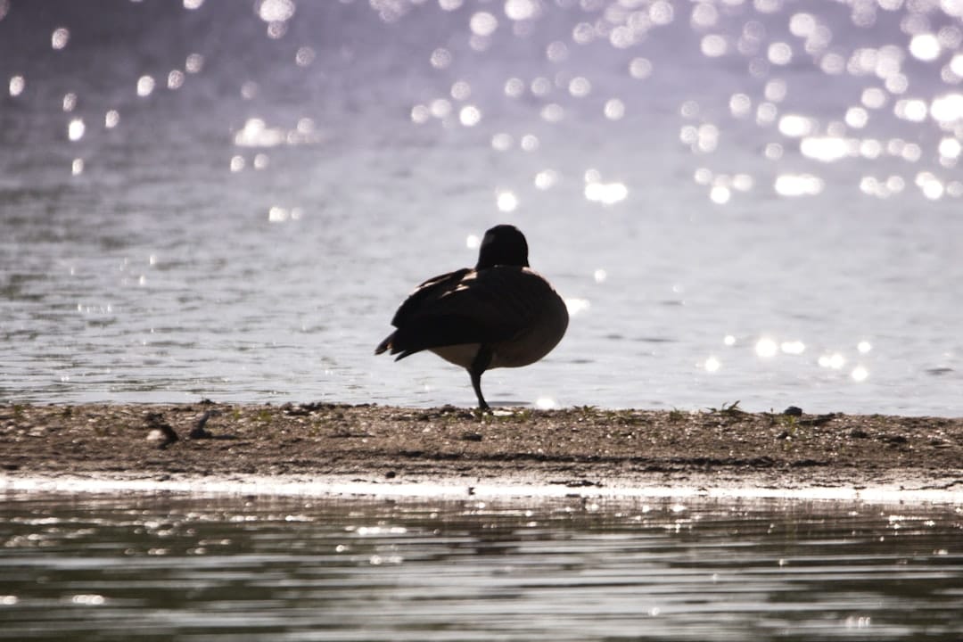 Lac de Naussac – Tout savoir : pêche, faune aquatique et loisirs lac de naussac - vue du lac
