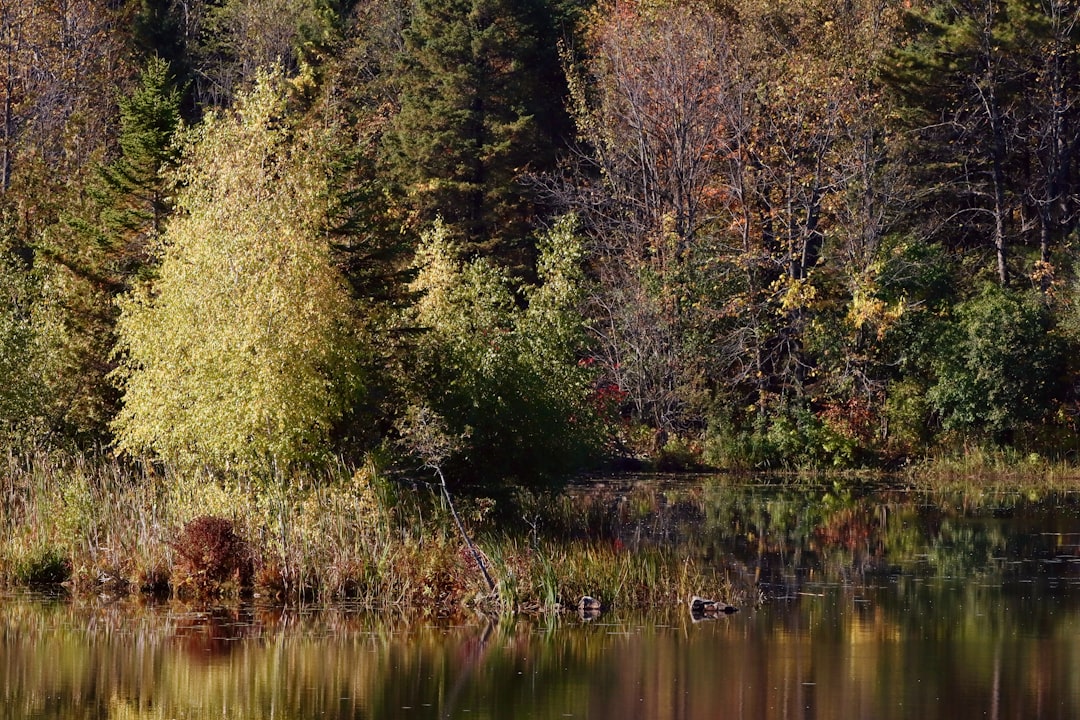 Lac des Sapins – Guide du pêcheur et des activités nautiques activités au lac des sapins