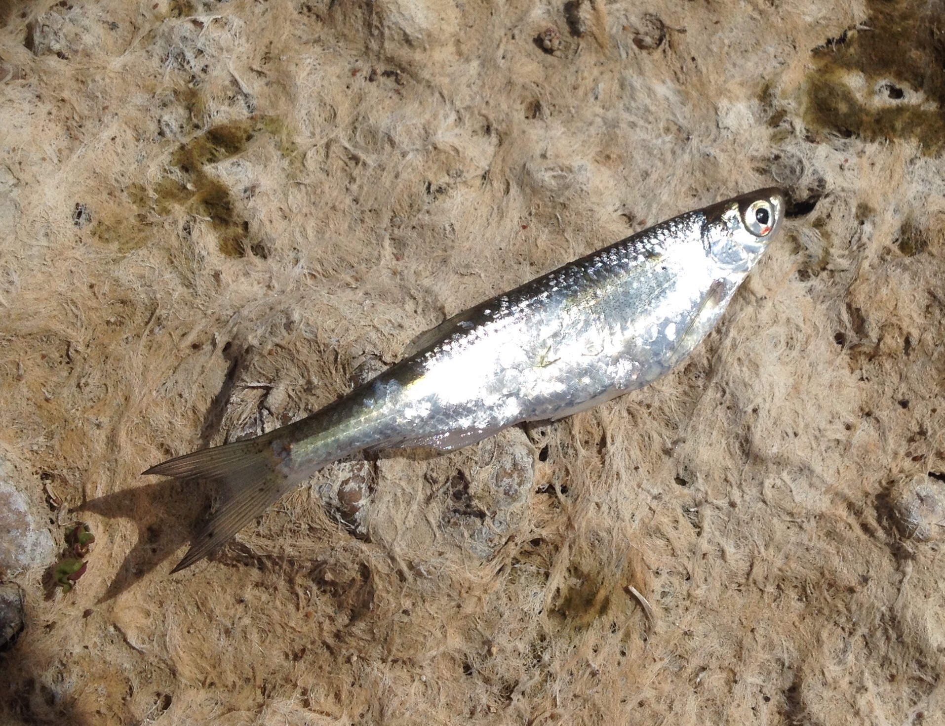 L'Ablette - Caractéristiques et pêche légère en rivière habitat ablette