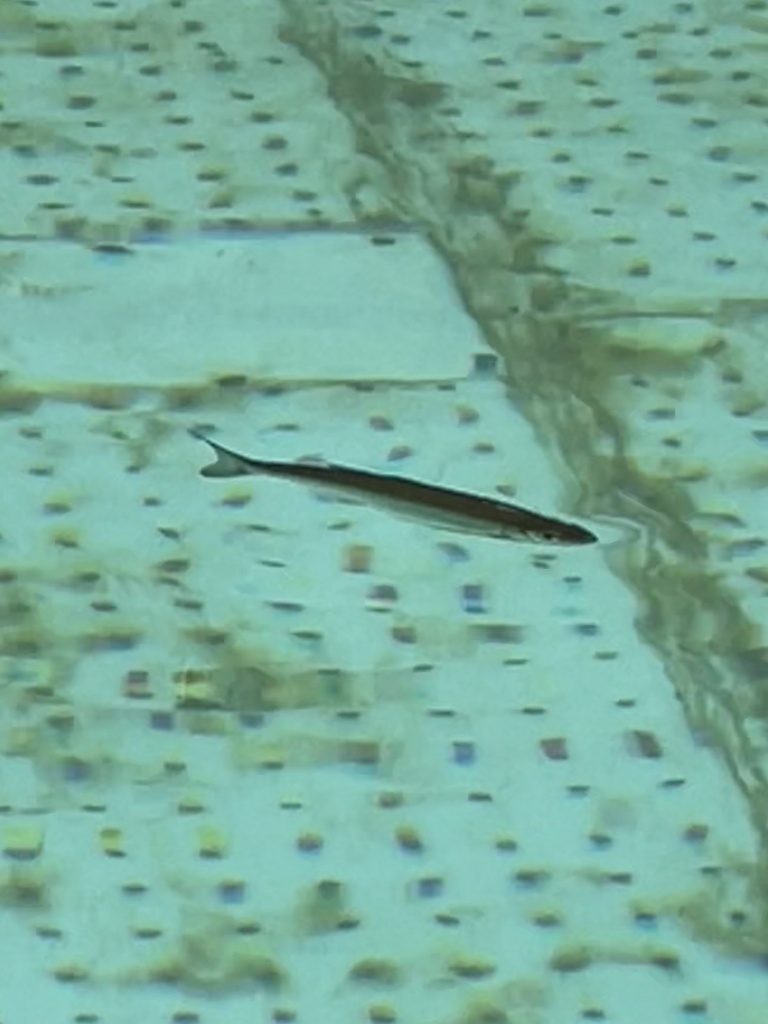 L'Ablette - Caractéristiques et pêche légère en rivière pêche ablette
