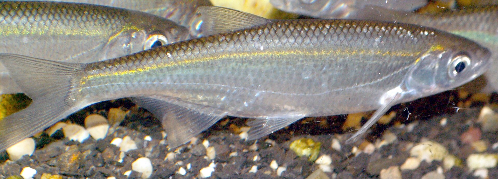 L'Ablette - Caractéristiques et pêche légère en rivière ablette - Ablette