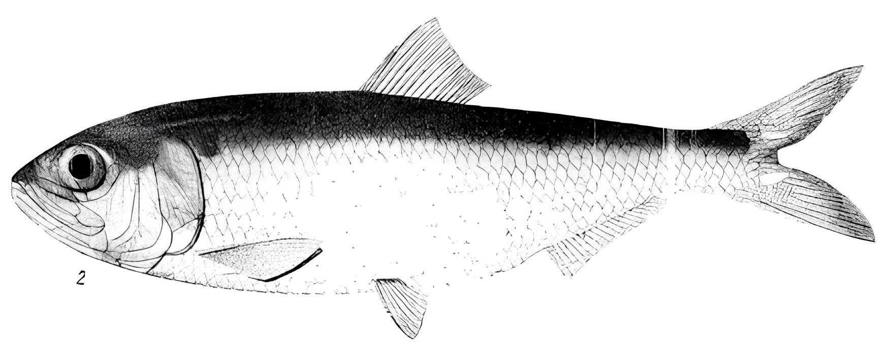 L'Alose - Migration, biologie et pêche de ce poisson migrateur habitat alose