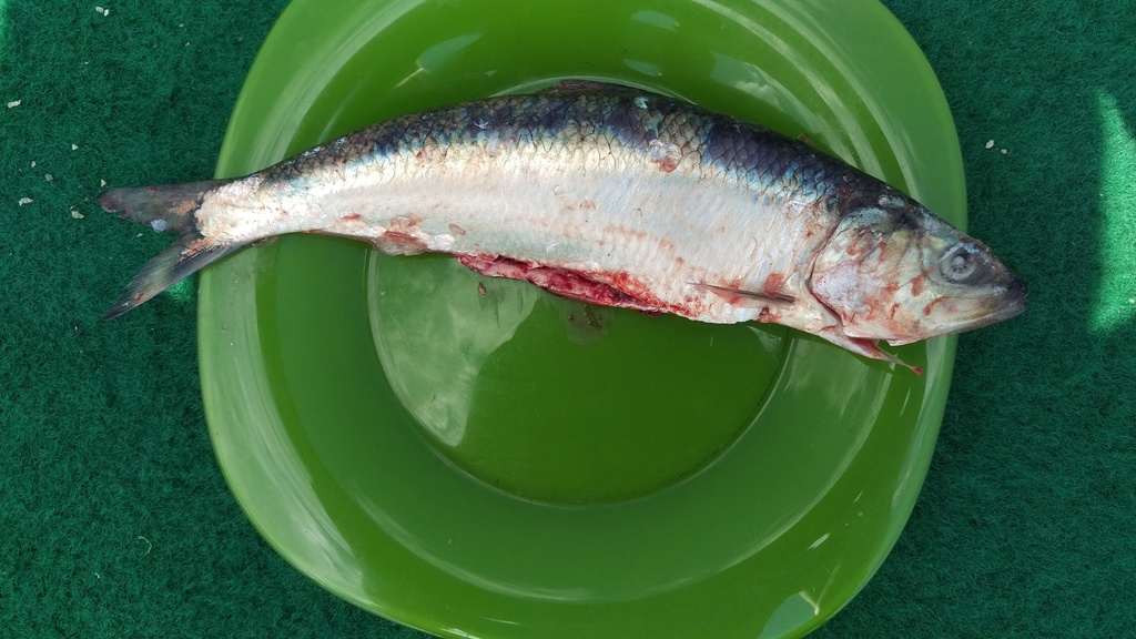 L'Alose - Migration, biologie et pêche de ce poisson migrateur pêche alose