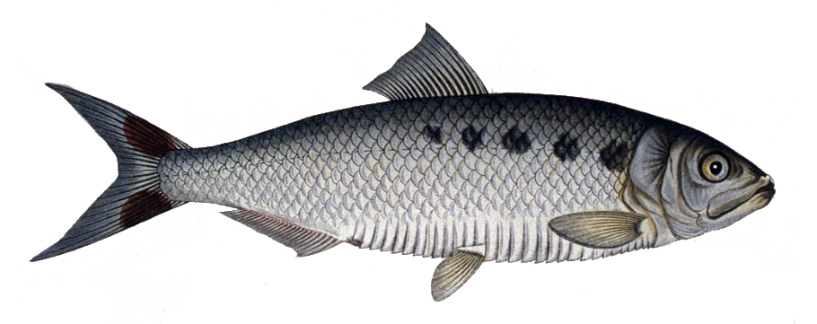 L'Alose - Migration, biologie et pêche de ce poisson migrateur alose - Alose