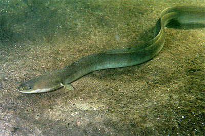 anguille de mer - Anguille