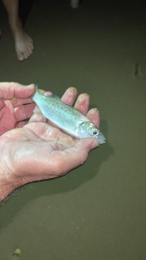 le loup de mer - identification