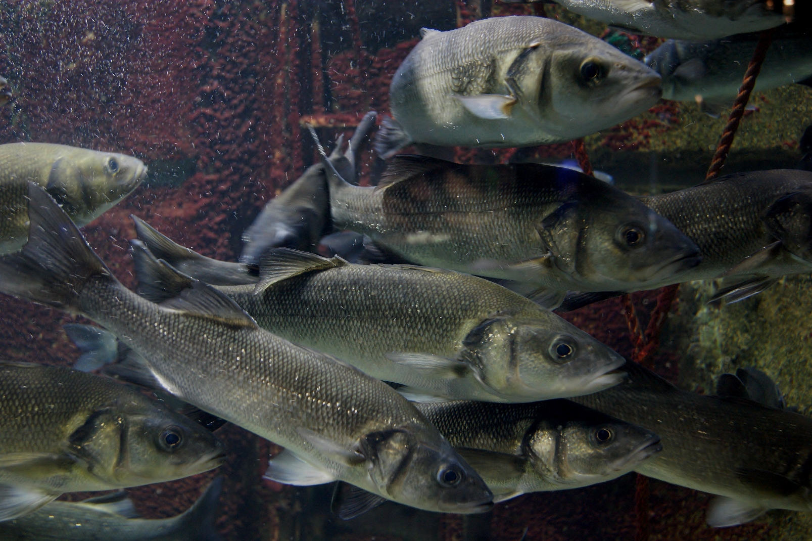 habitat le loup de mer