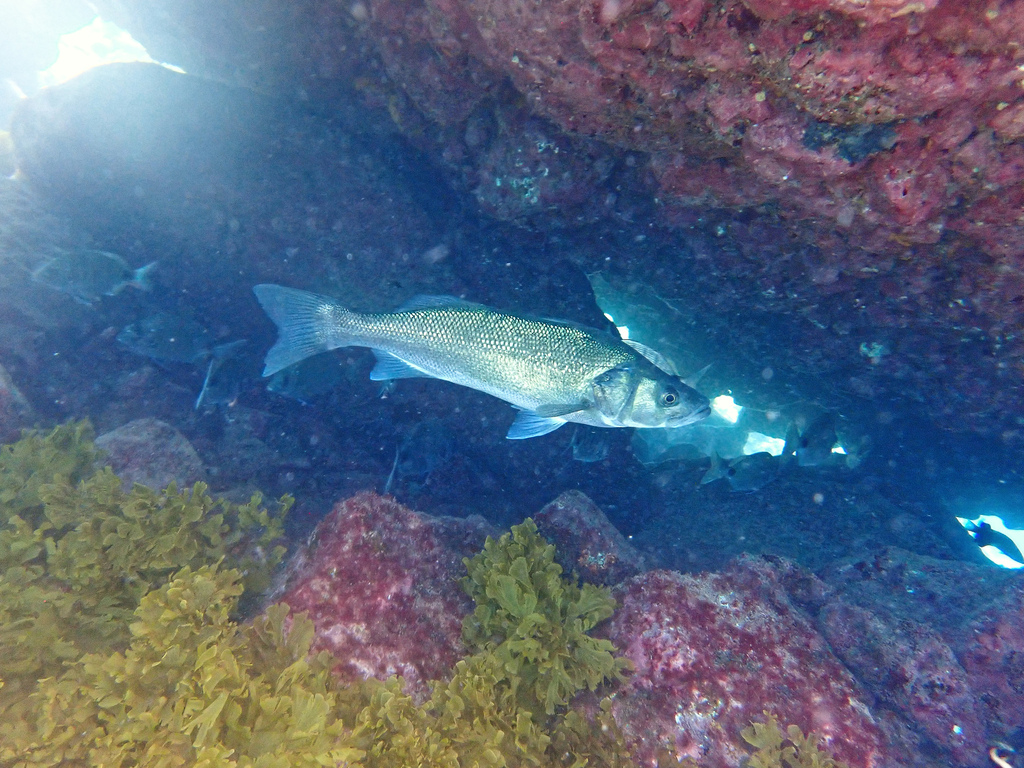 pêche le loup de mer
