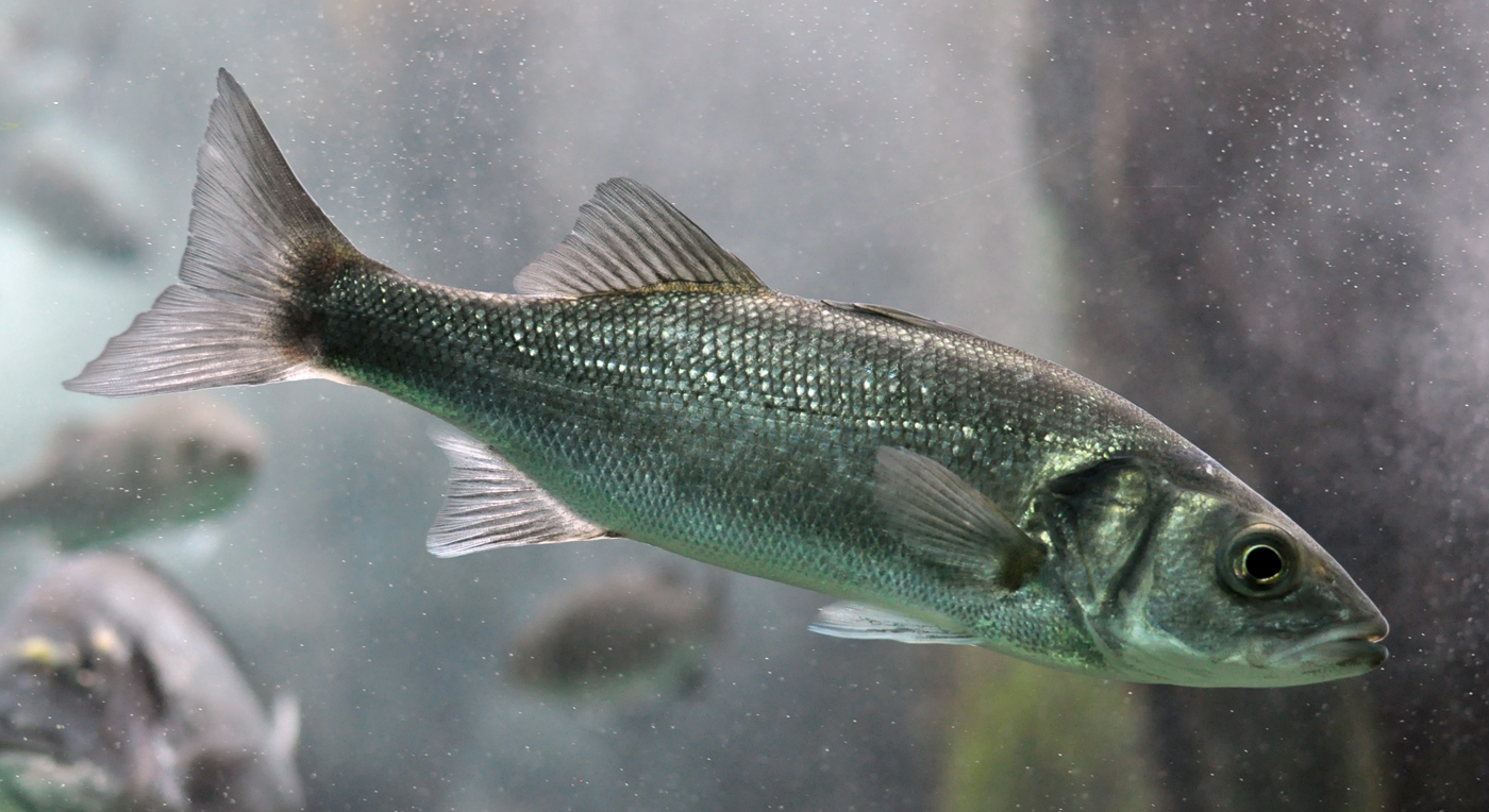 le loup de mer - Bar Commun