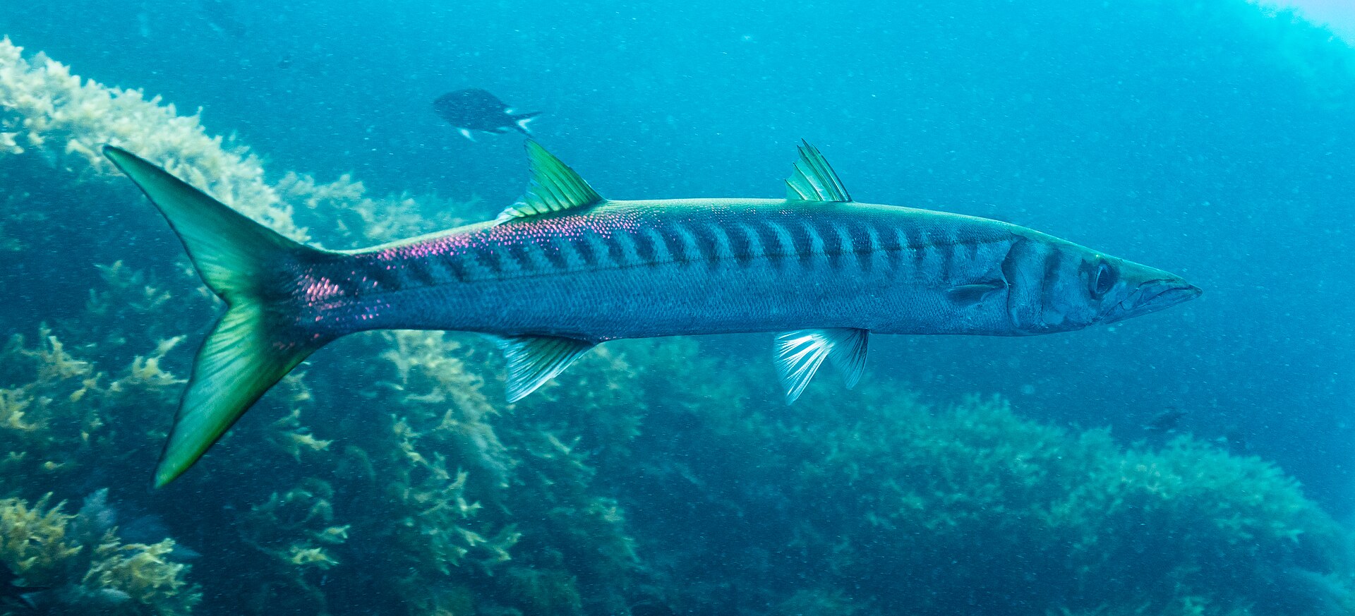 Le Barracuda - Morphologie, distribution et pêche aux leurres barracuda poisson - identification