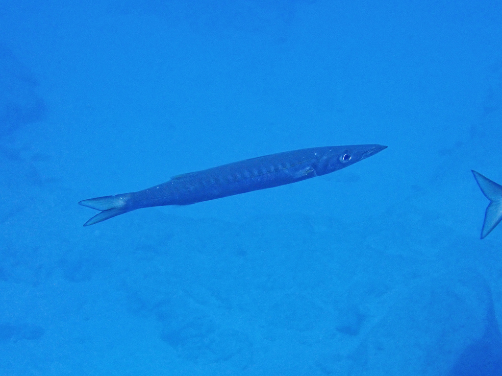 Le Barracuda - Morphologie, distribution et pêche aux leurres habitat barracuda poisson