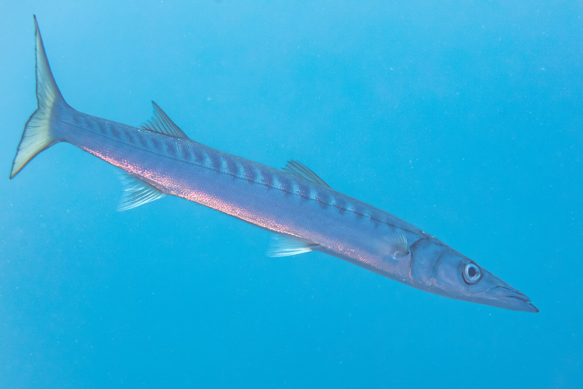 Le Barracuda - Morphologie, distribution et pêche aux leurres pêche barracuda poisson