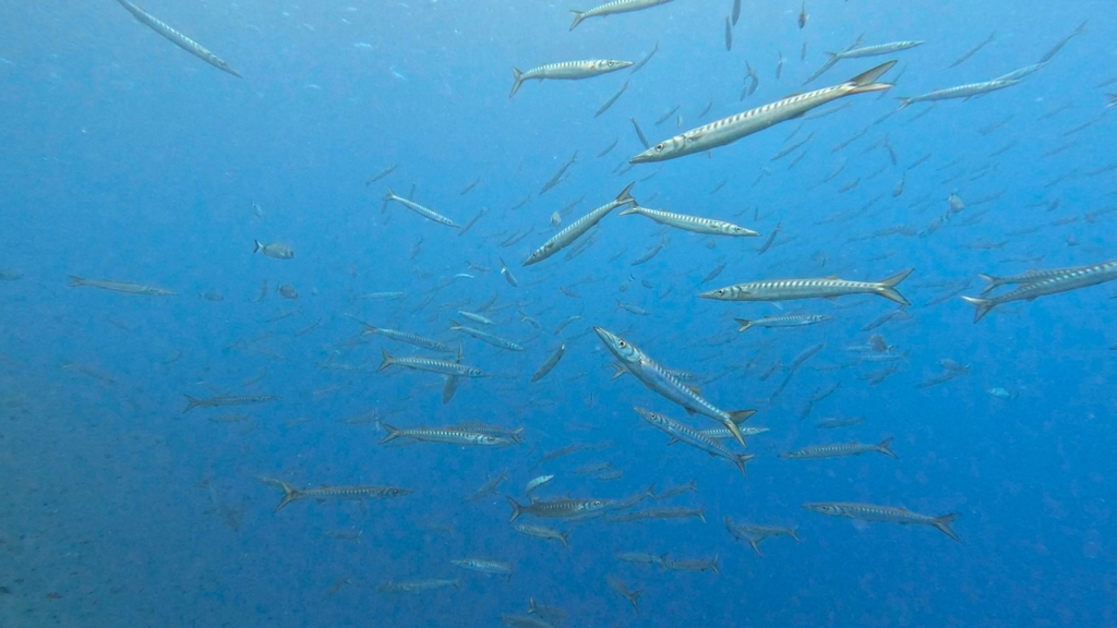 Le Barracuda - Morphologie, distribution et pêche aux leurres barracuda poisson - Barracuda