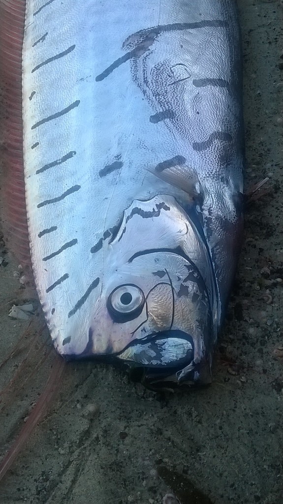 La Bonite - Migration côtière et pêche en traîne légère bonite poisson - identification