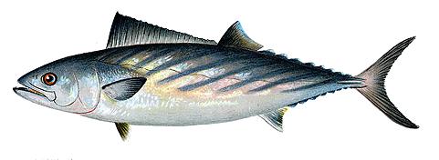 La Bonite - Migration côtière et pêche en traîne légère bonite poisson - Bonite