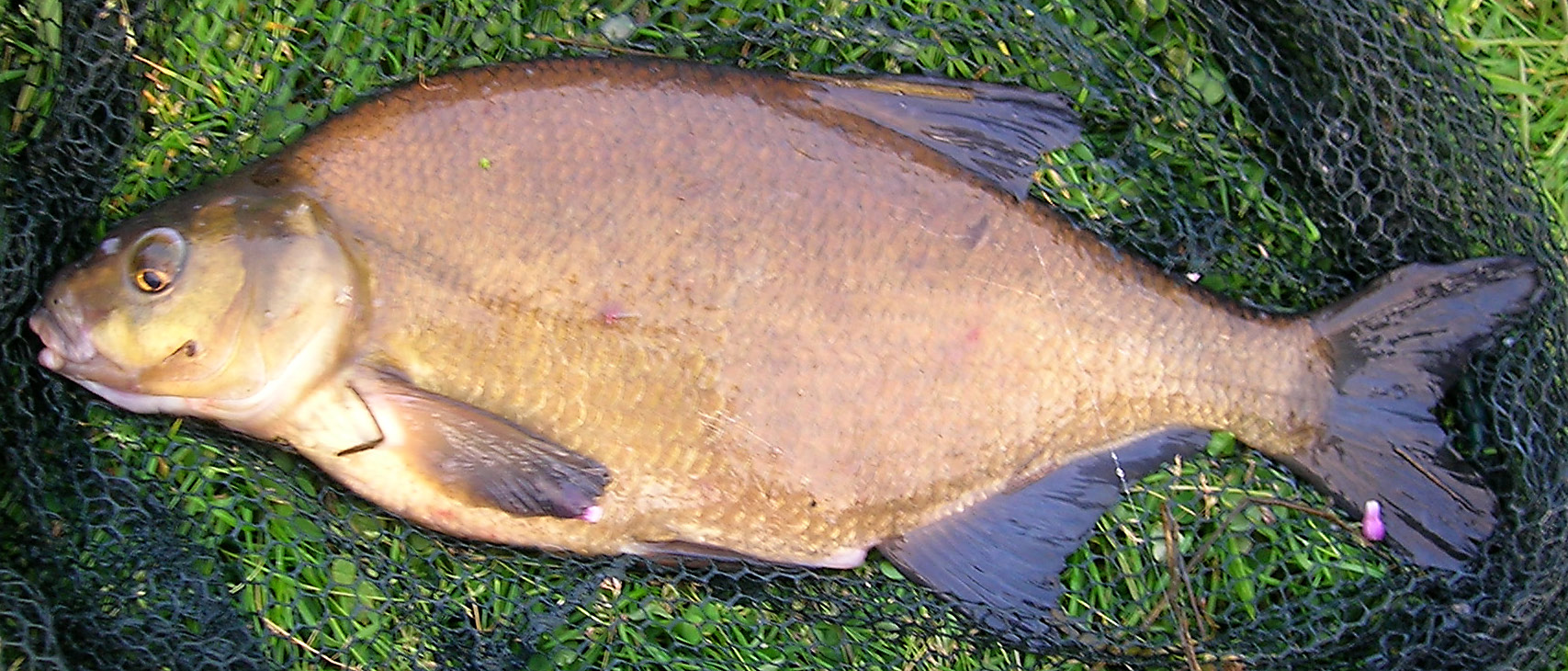 La Brème - Habitat grégaire, mœurs et pêche au coup en feeder habitat breme poisson