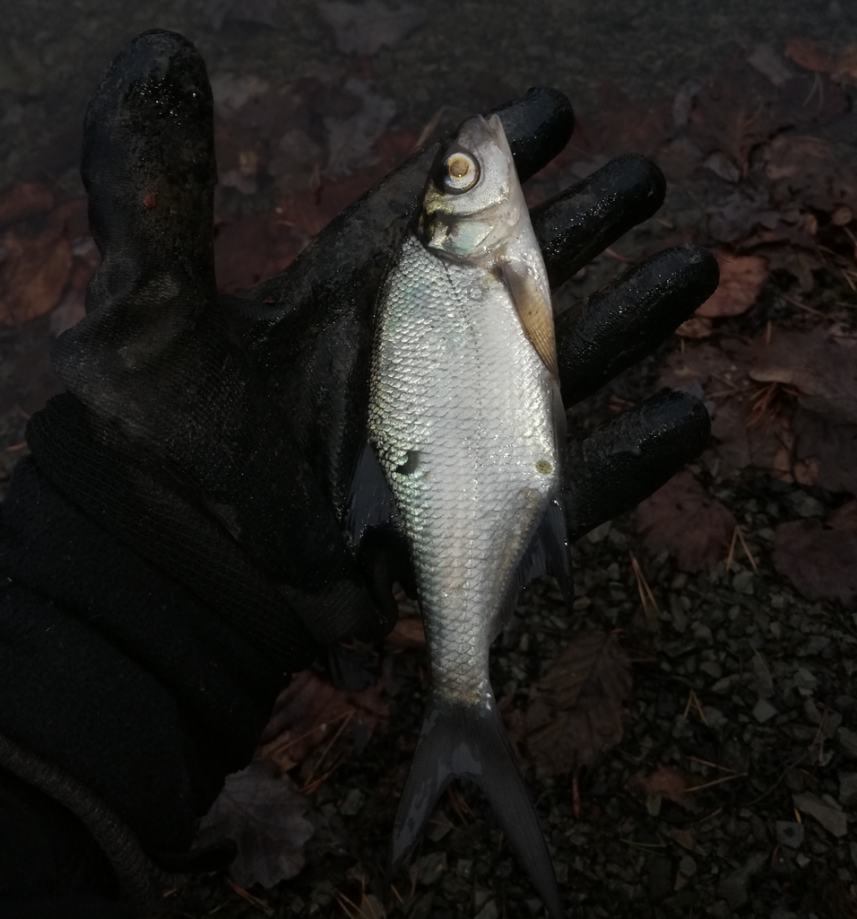 La Brème - Habitat grégaire, mœurs et pêche au coup en feeder pêche breme poisson