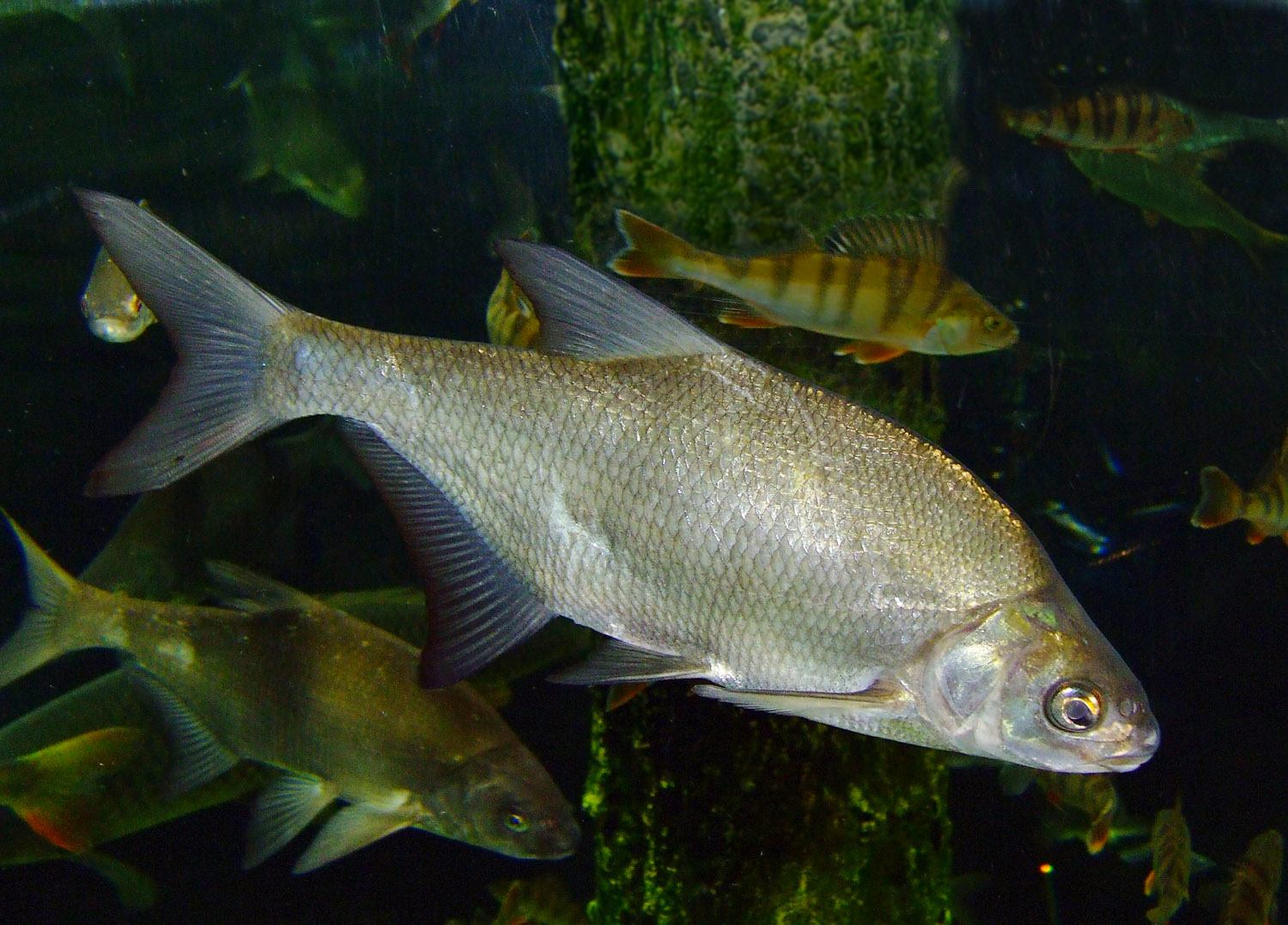 La Brème - Habitat grégaire, mœurs et pêche au coup en feeder breme poisson - Brème