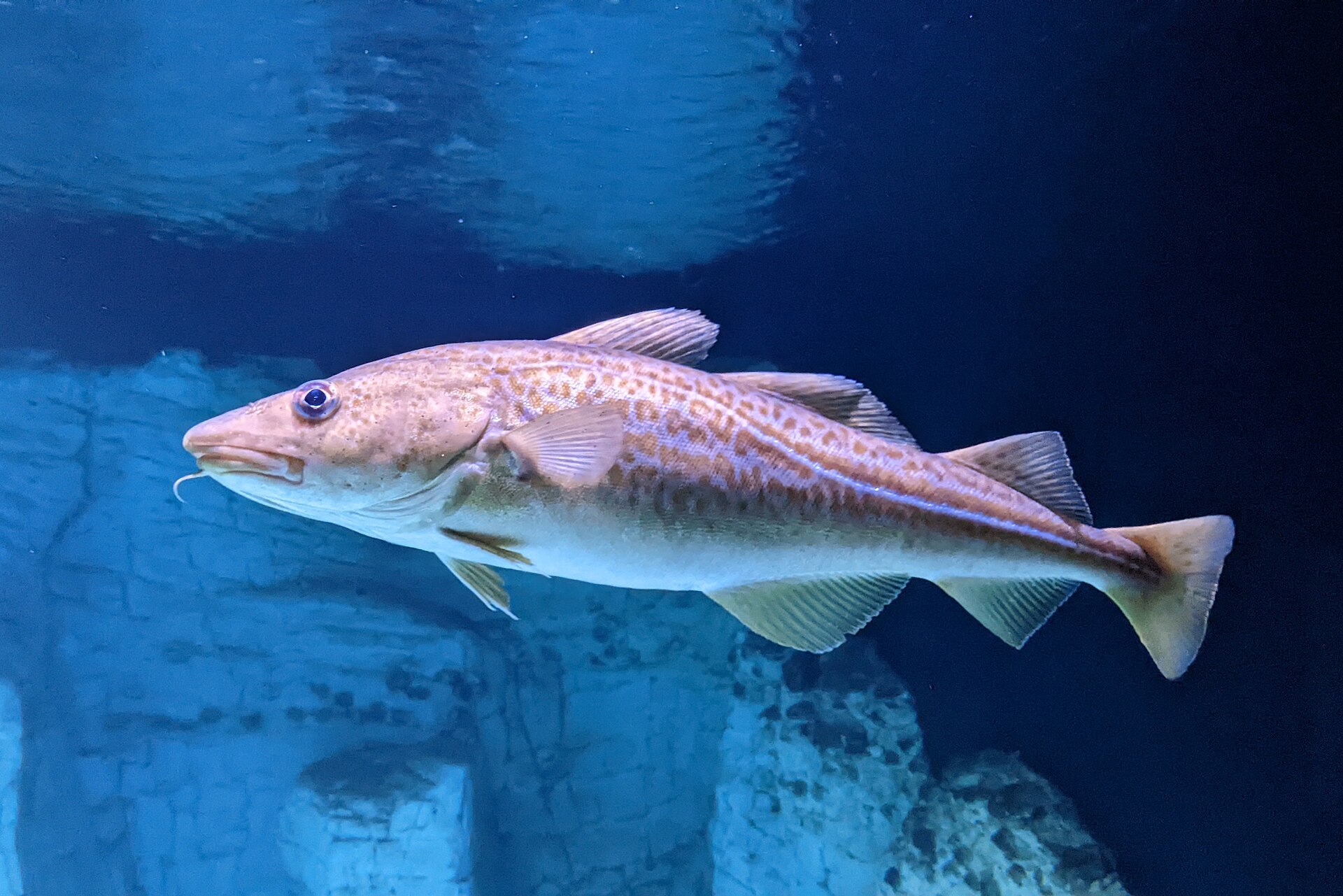 Le Cabillaud - Distribution en mer du Nord et pêche en bateau habitat morue ou cabillaud