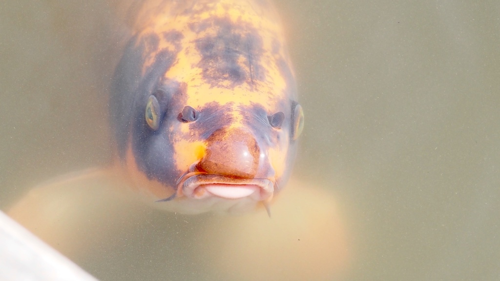 La Carpe - Morphologie, comportement et pêche à la carpe carpe - identification