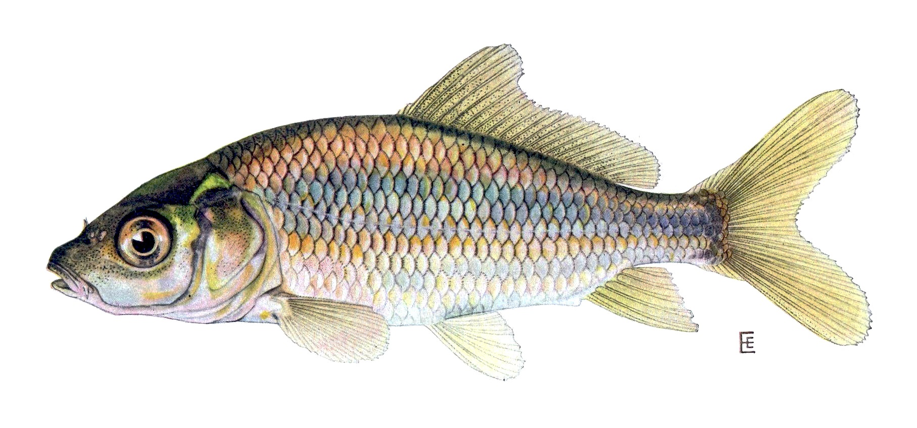 La Carpe - Morphologie, comportement et pêche à la carpe habitat carpe