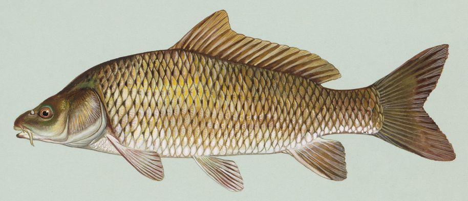 La Carpe - Morphologie, comportement et pêche à la carpe carpe - Carpe