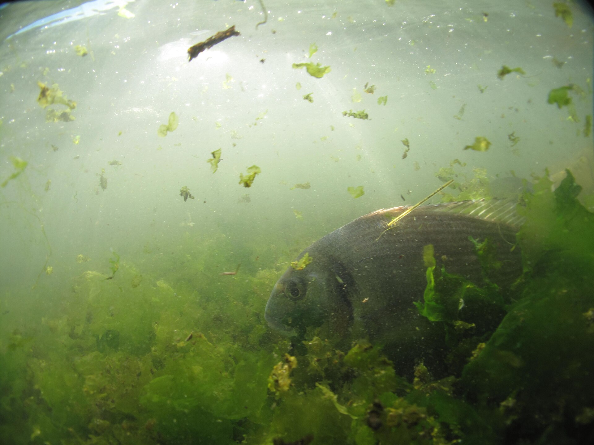 habitat daurade royale