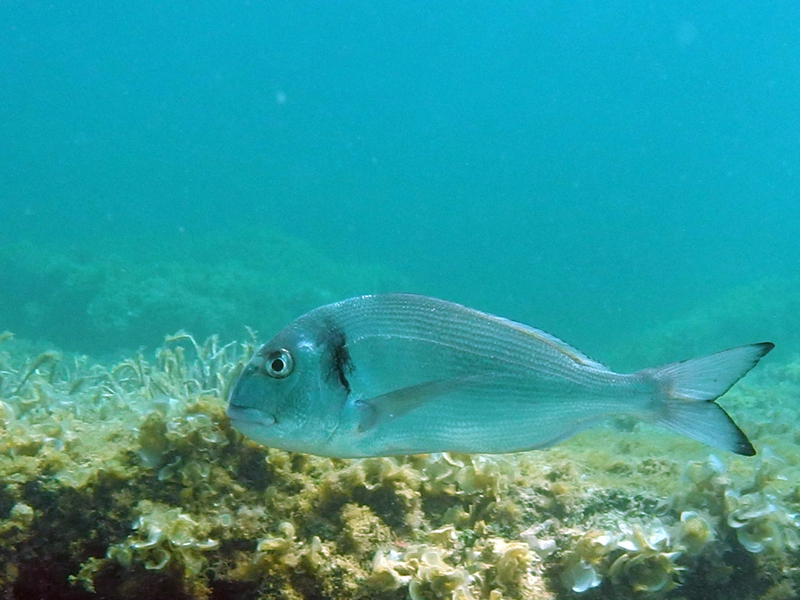 pêche daurade royale