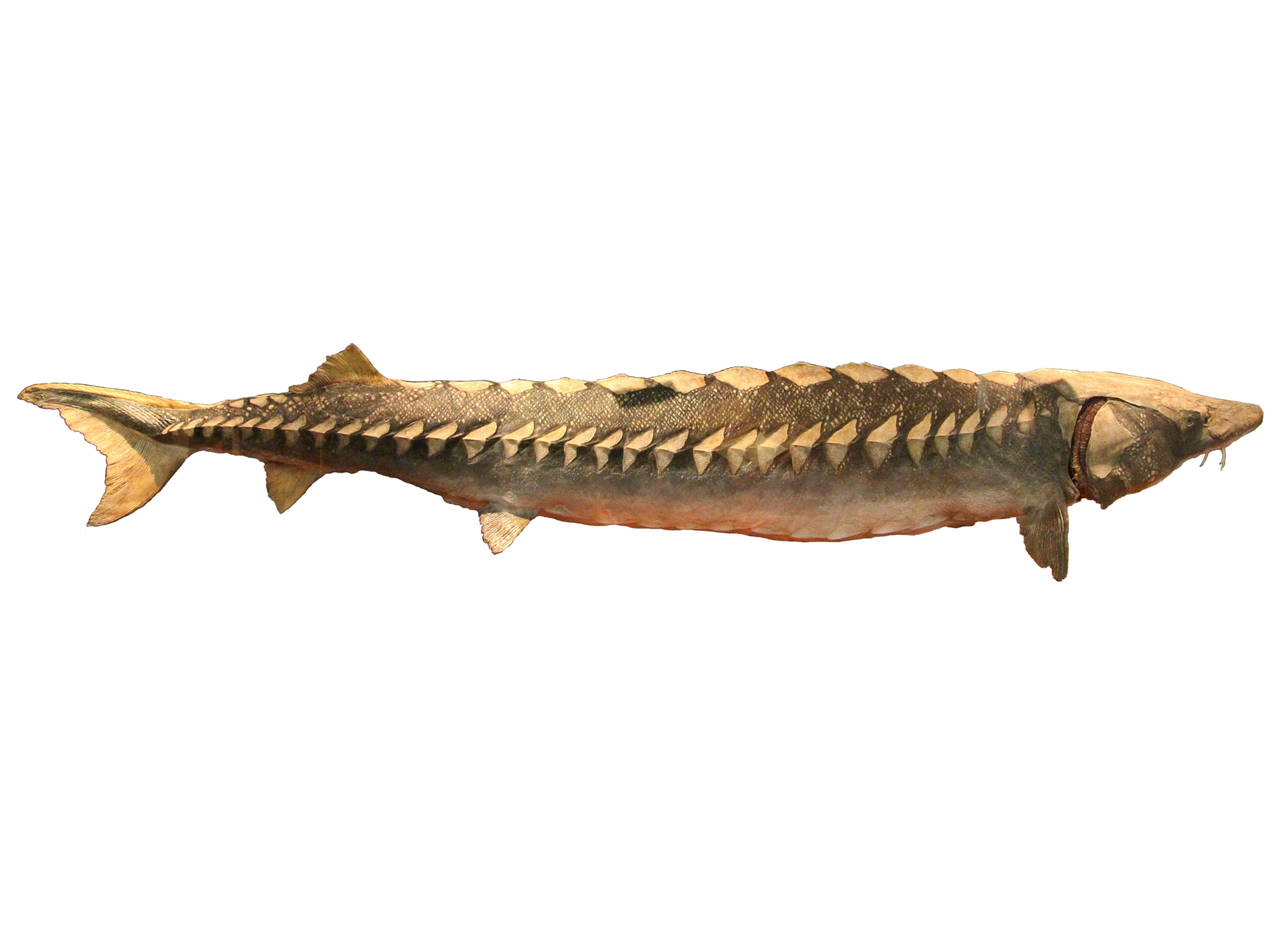 L'Esturgeon - Évolution, déclin et protection d'un fossile vivant esturgeon - identification