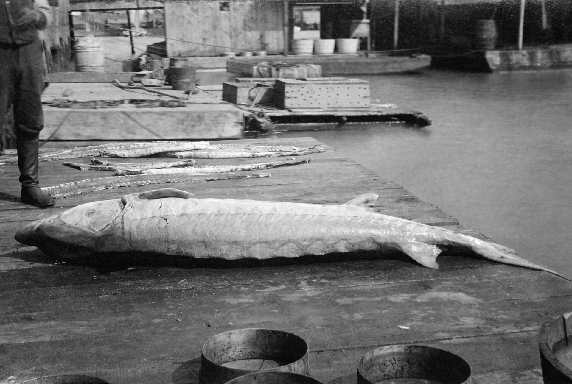 L'Esturgeon - Évolution, déclin et protection d'un fossile vivant habitat esturgeon