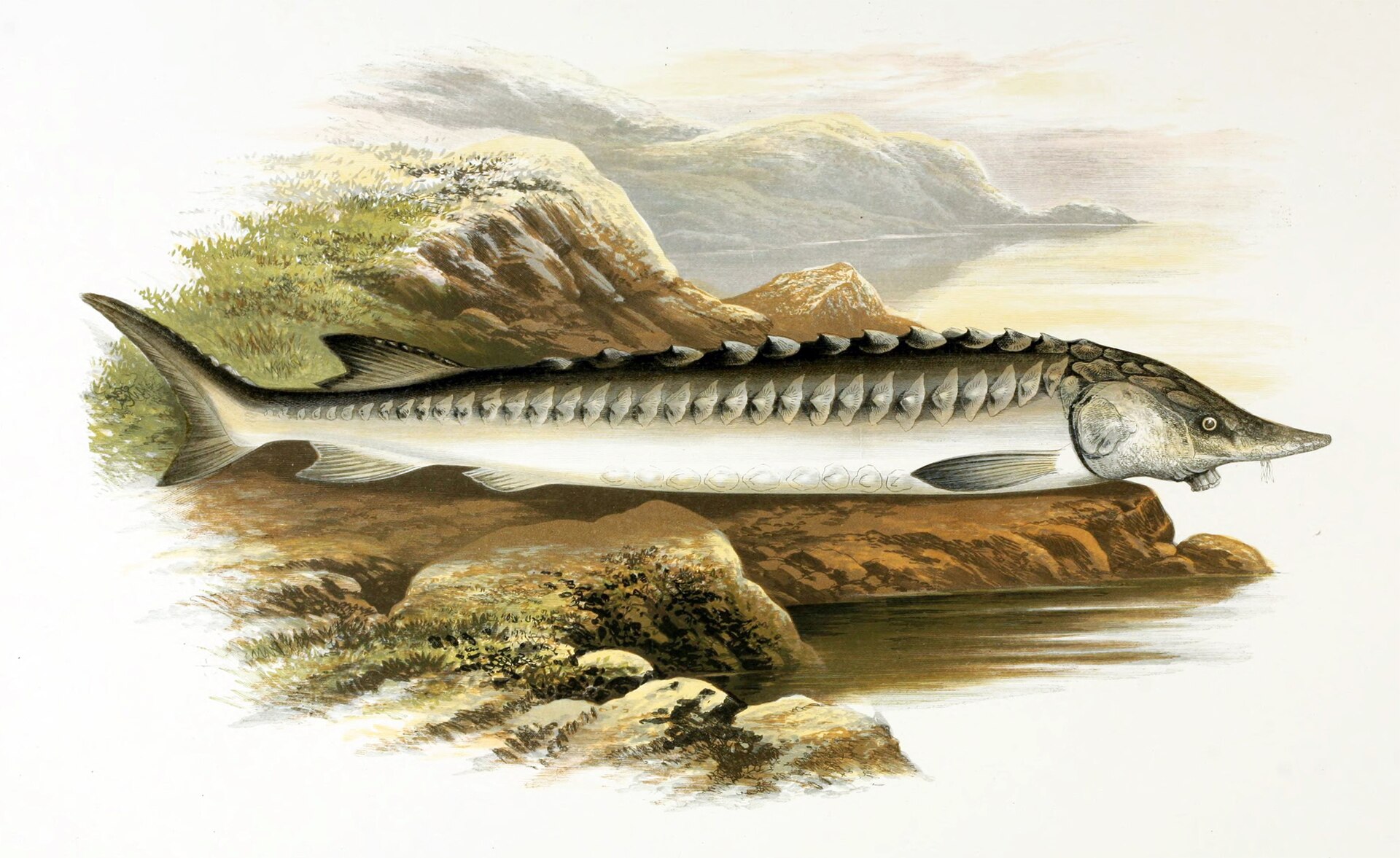 L'Esturgeon - Évolution, déclin et protection d'un fossile vivant pêche esturgeon