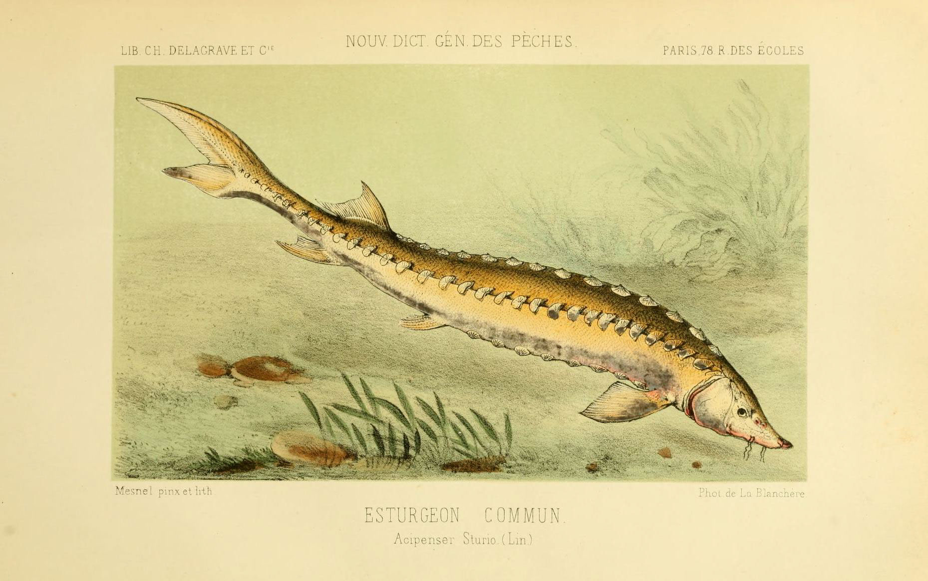 L'Esturgeon - Évolution, déclin et protection d'un fossile vivant esturgeon - Esturgeon