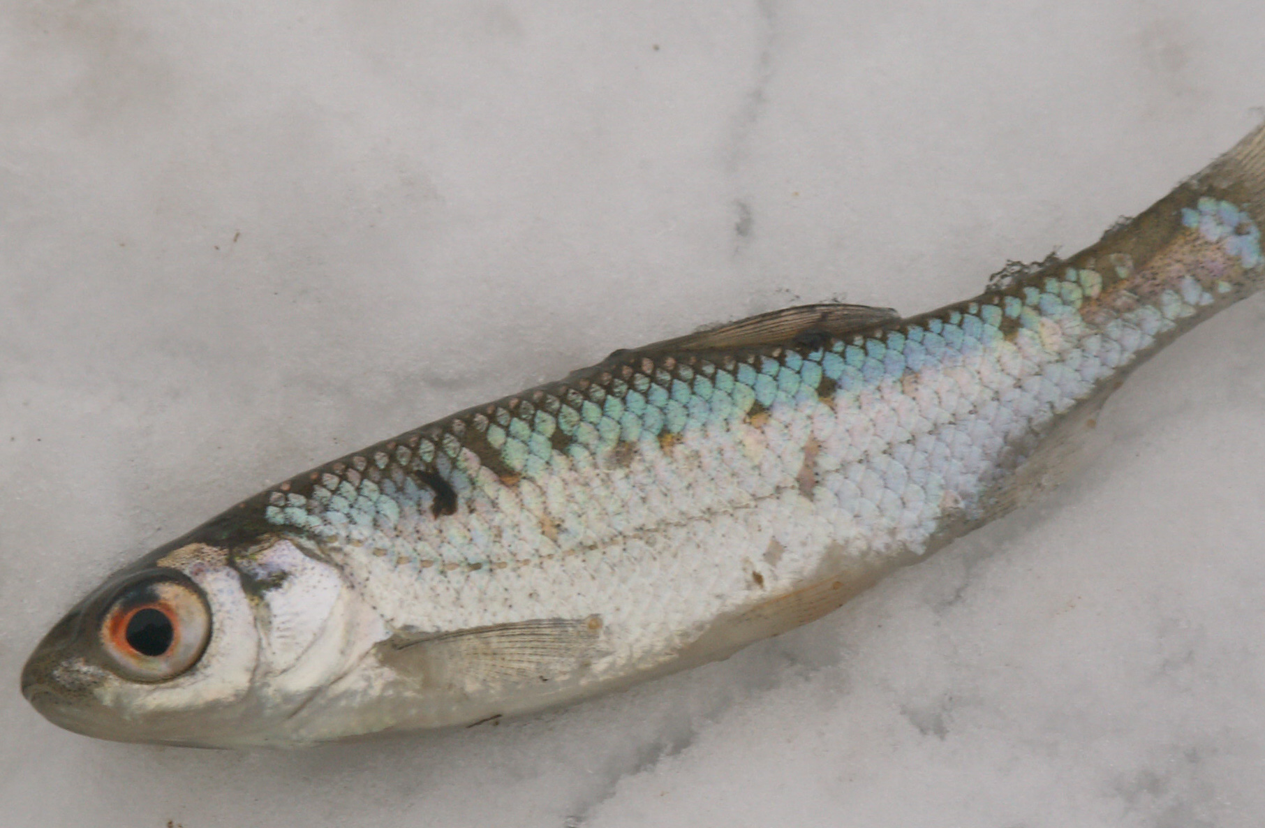 Le Gardon - Distribution, biologie et pêche au coup habitat gardon