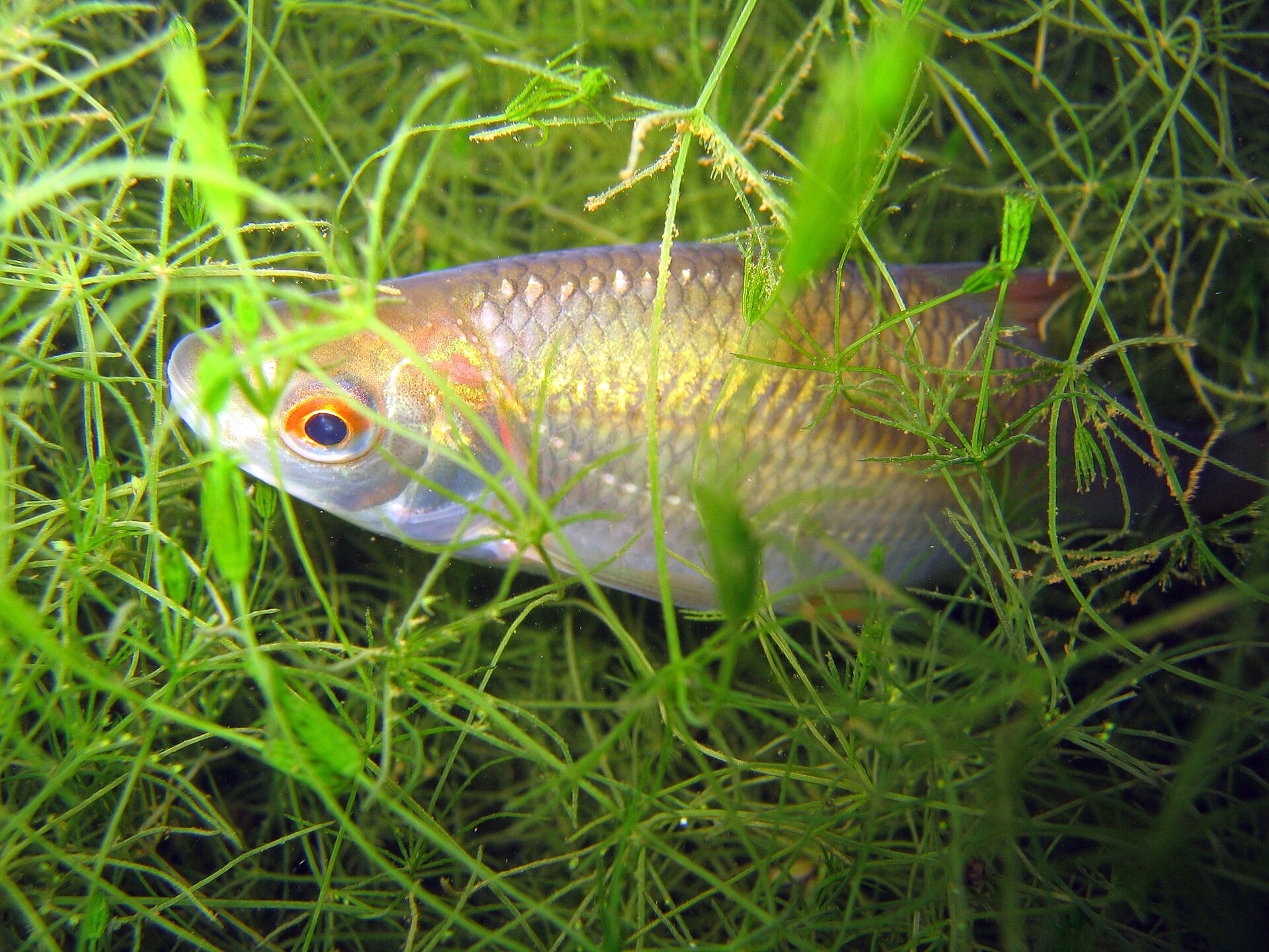 Le Gardon - Distribution, biologie et pêche au coup gardon - Gardon