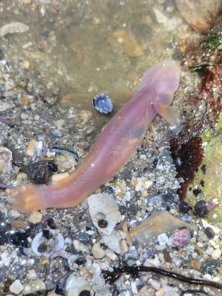 Le Goujon - Biologie, vie en torrent et pêche en rivière goujon poisson - identification